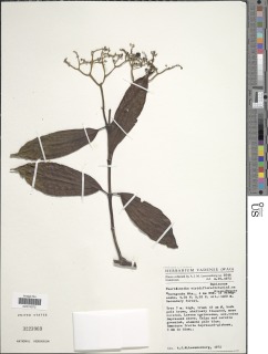Pauridiantha viridiflora image