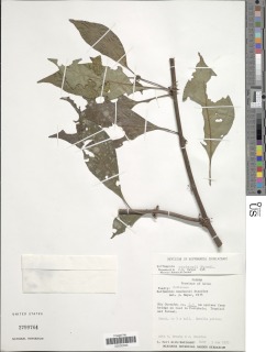 Hoffmannia woodsonii image