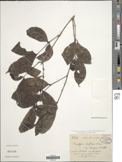 Tricalysia fangana image