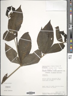 Rothmannia octomera image