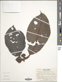 Hoffmannia vesiculifera image