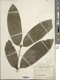 Image of Oxyanthus formosus