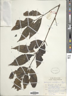 Image of Rothmannia urcelliformis