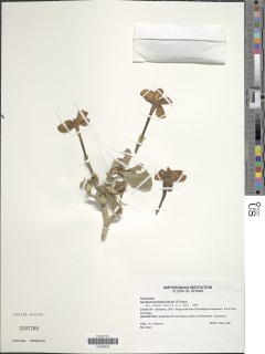 Gardenia ternifolia image