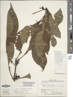 Hoffmannia arborescens image