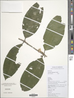 Image of Tricalysia atherura