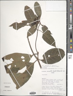 Image of Leptactina arborescens
