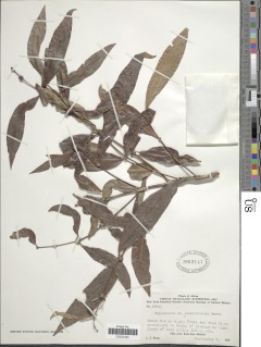 Image of Polysphaeria dischistocalyx