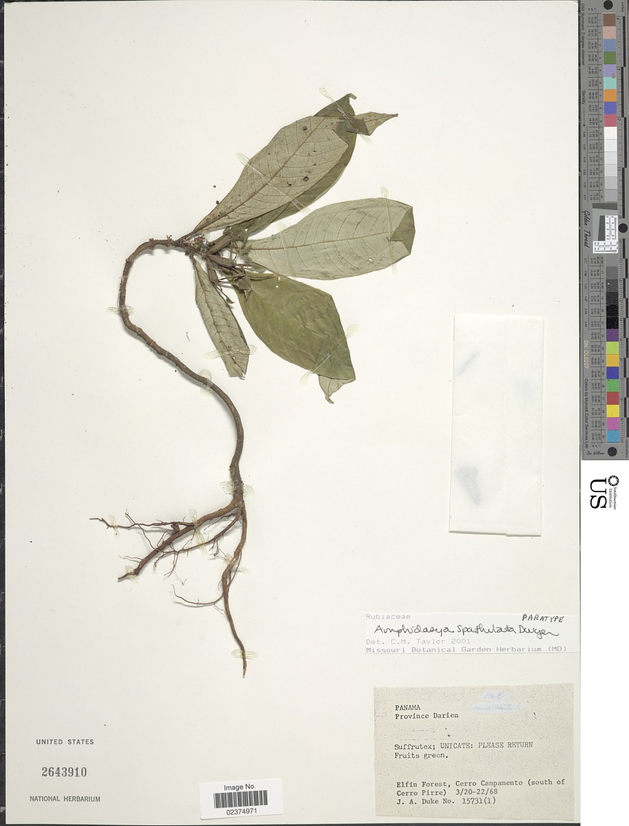 Amphidasya spathulata image