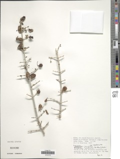 Vangueria loranthifolia image