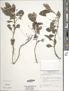 Hoffmannia discolor image