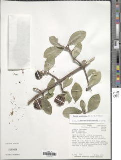 Randia grandifolia image