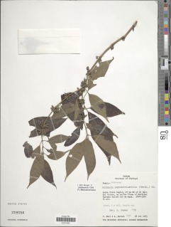 Image of Hoffmannia psychotriifolia