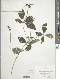 Rosenbergiodendron formosum image