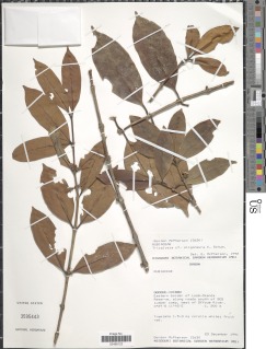 Tricalysia oligoneura image