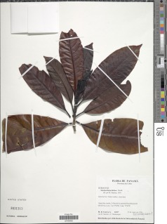 Stachyarrhena heterochroa image