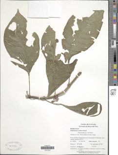 Hoffmannia pittieri image