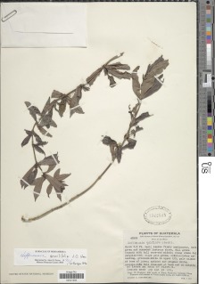 Hoffmannia sessilifolia image