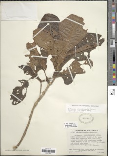Hoffmannia phoenicopoda image