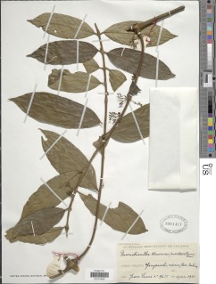 Pauridiantha multiflora image