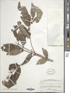 Polysphaeria lanceolata image