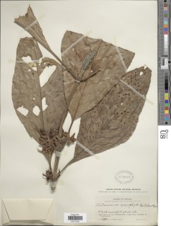 Pentagonia macrophylla image