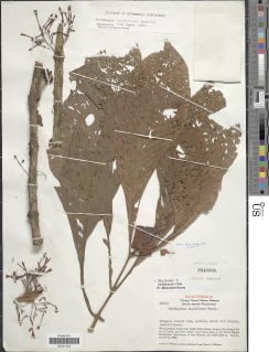 Hoffmannia cauliflora image