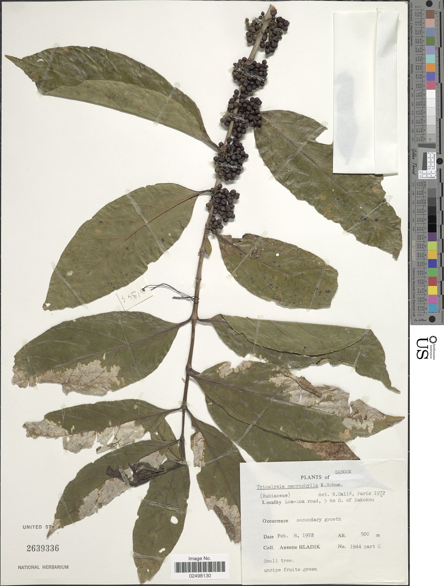Empogona macrophylla image