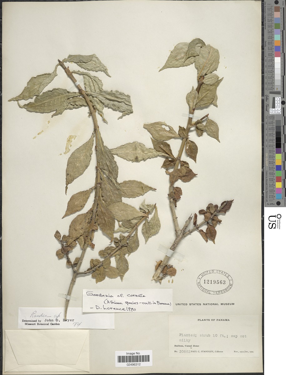 Gardenia cornuta image
