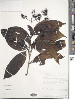 Corynanthe macroceras image
