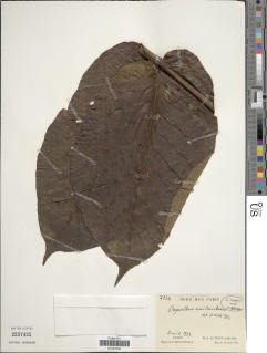 Oxyanthus unilocularis image