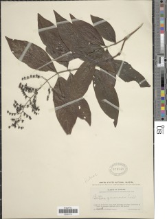Bertiera guianensis image