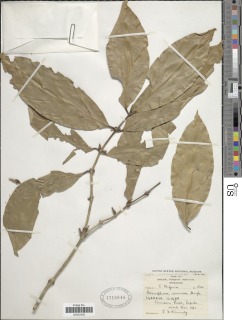 Belonophora coriacea image