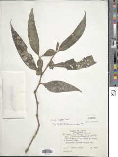 Image of Hillia triflora