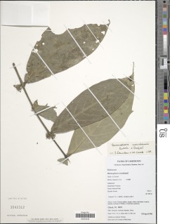 Belonophora wernhamii image