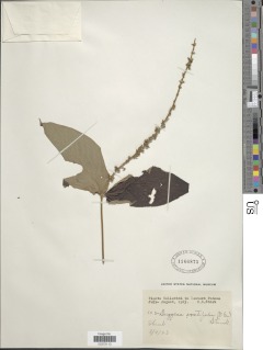 Gonzalagunia ovatifolia image
