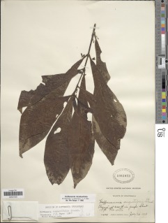 Image of Hoffmannia nicotianifolia