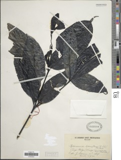 Rothmannia lateriflora image