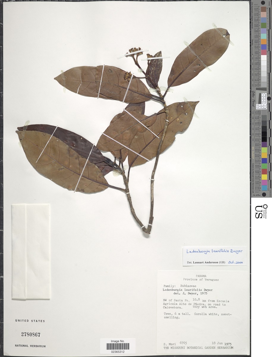Ladenbergia laurifolia image