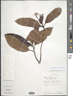 Image of Ladenbergia laurifolia