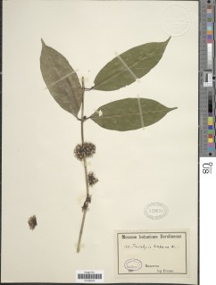 Tricalysia biafrana image