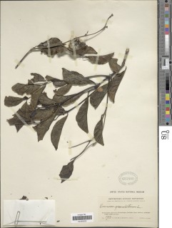 Image of Rothmannia manganjae