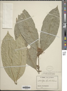 Tricalysia lasiodelphys image