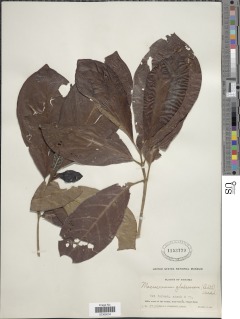 Macrocnemum roseum image