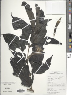Rothmannia urcelliformis image