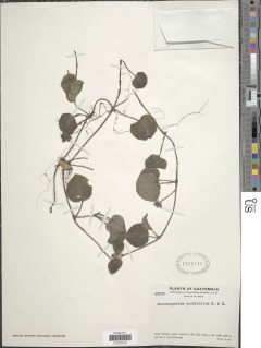 Image of Coccocypselum cordifolium
