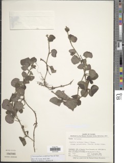 Coccocypselum cordifolium image