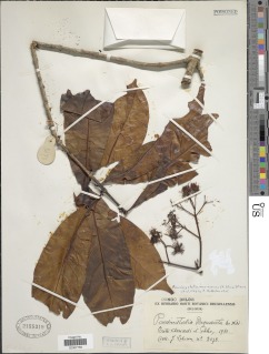 Image of Corynanthe macroceras