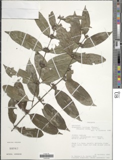 Cremaspora triflora image