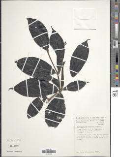Rothmannia hispida image
